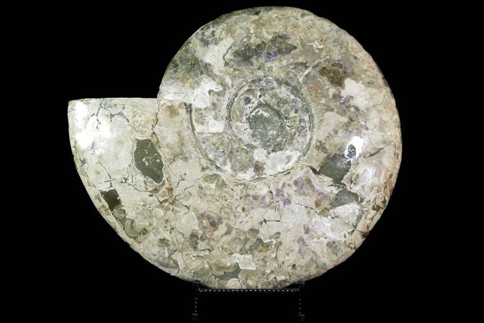 Massive, Ammonite Fossil With Stand - Sale Price #115057